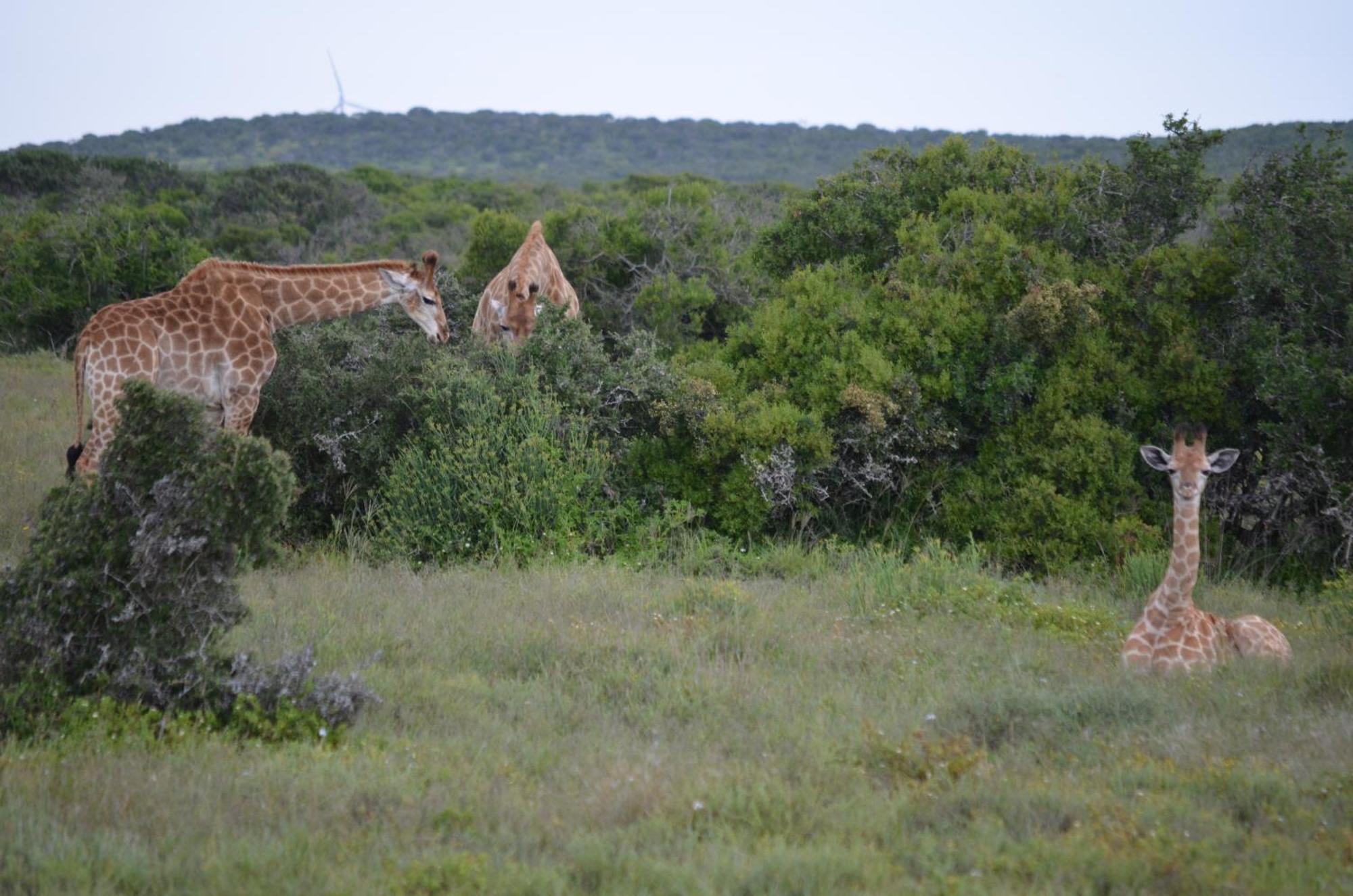 Beyond Cui Bono Sunland Exterior foto